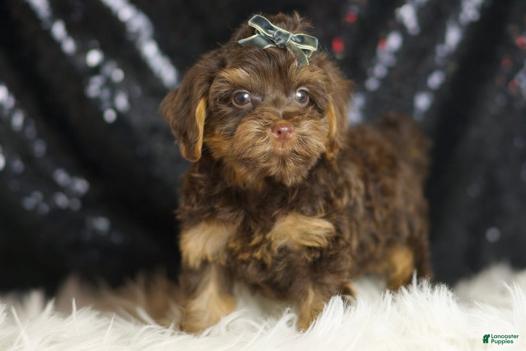 Yorkiepoo dogs for sale: Bugatti - Image 2