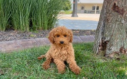Cockapoo dogs for sale: Terry - Image 4