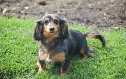 Miniature Dachshund dogs for sale: Halo - Image 5