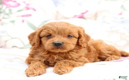 Cavapoo dogs for sale: Cavapoo 5 puppies - Image 5