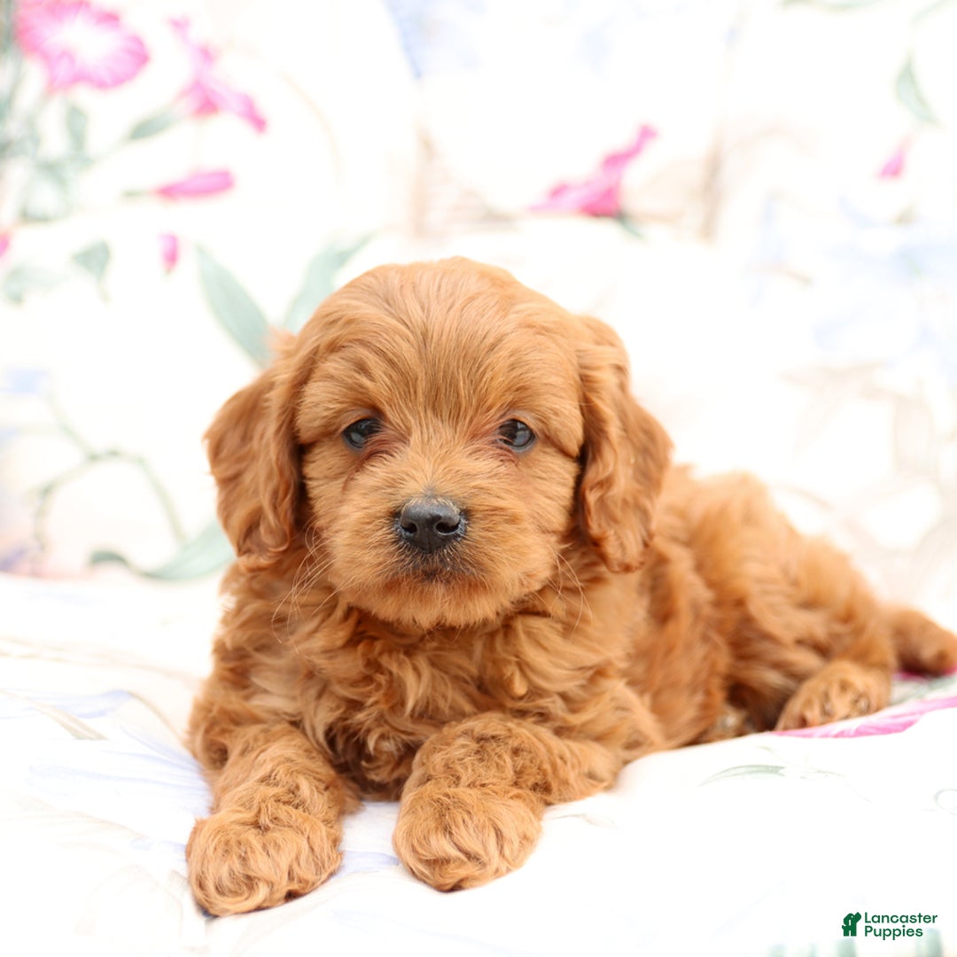 Cavapoo dogs for sale: Cavapoo 5 puppies - Image 5