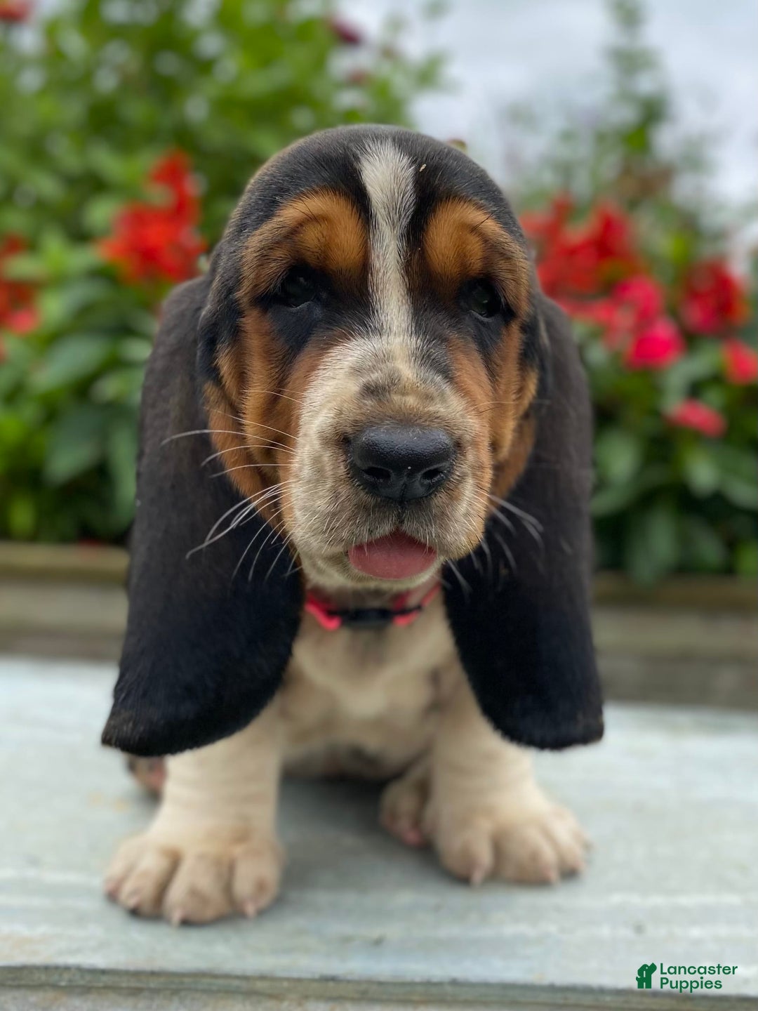 Basset Hound dogs for sale: Sally - Image 9