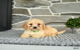 Bichpoo dogs for sale: Vince - Image 1