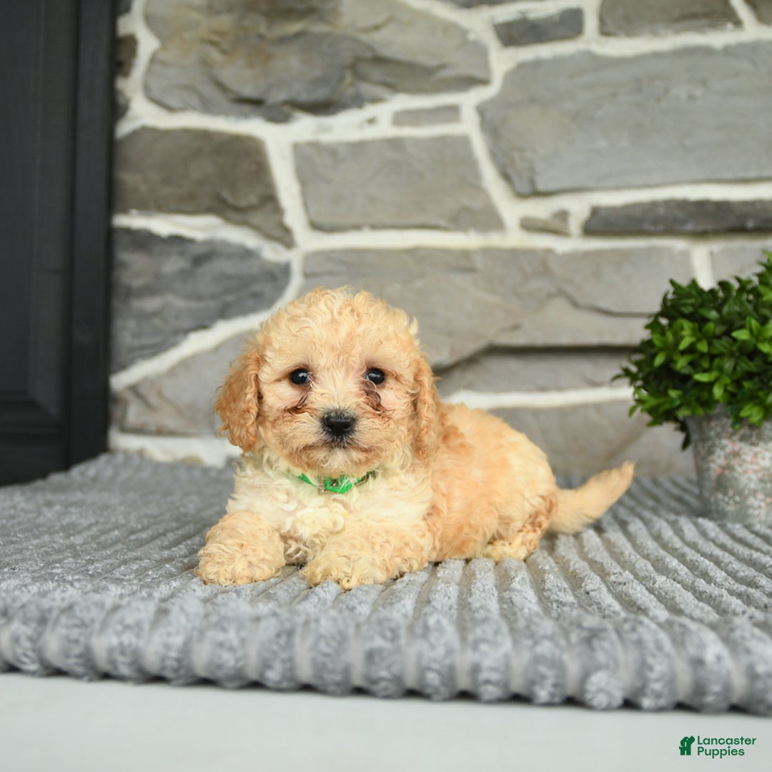 Bichpoo dogs for sale: Vince - Image 1