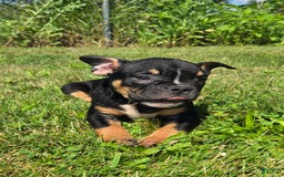 Olde English Bulldogge dogs for sale: George - Image 9