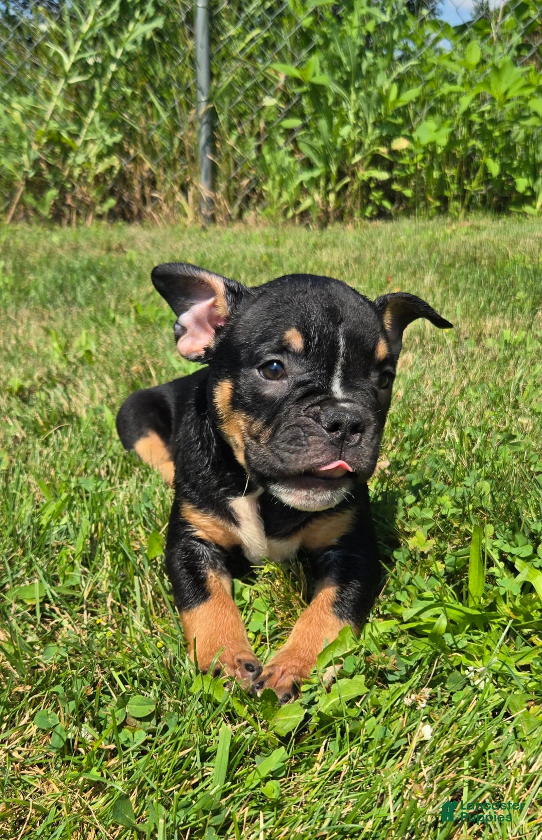 Olde English Bulldogge dogs for sale: George - Image 9