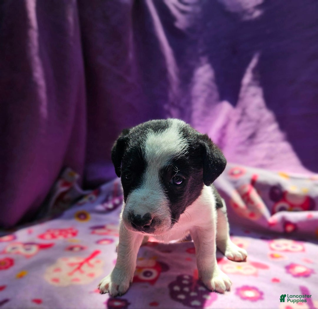 Border Collie dogs for sale: Dolly - Image 23