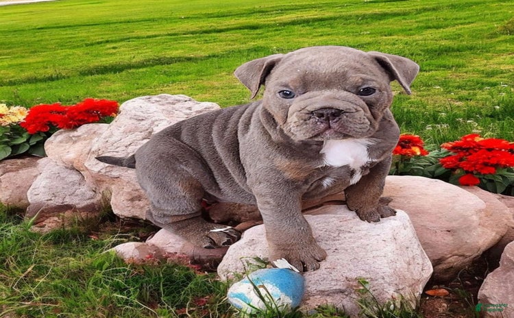 English Bulldog dogs for sale - Ad 3