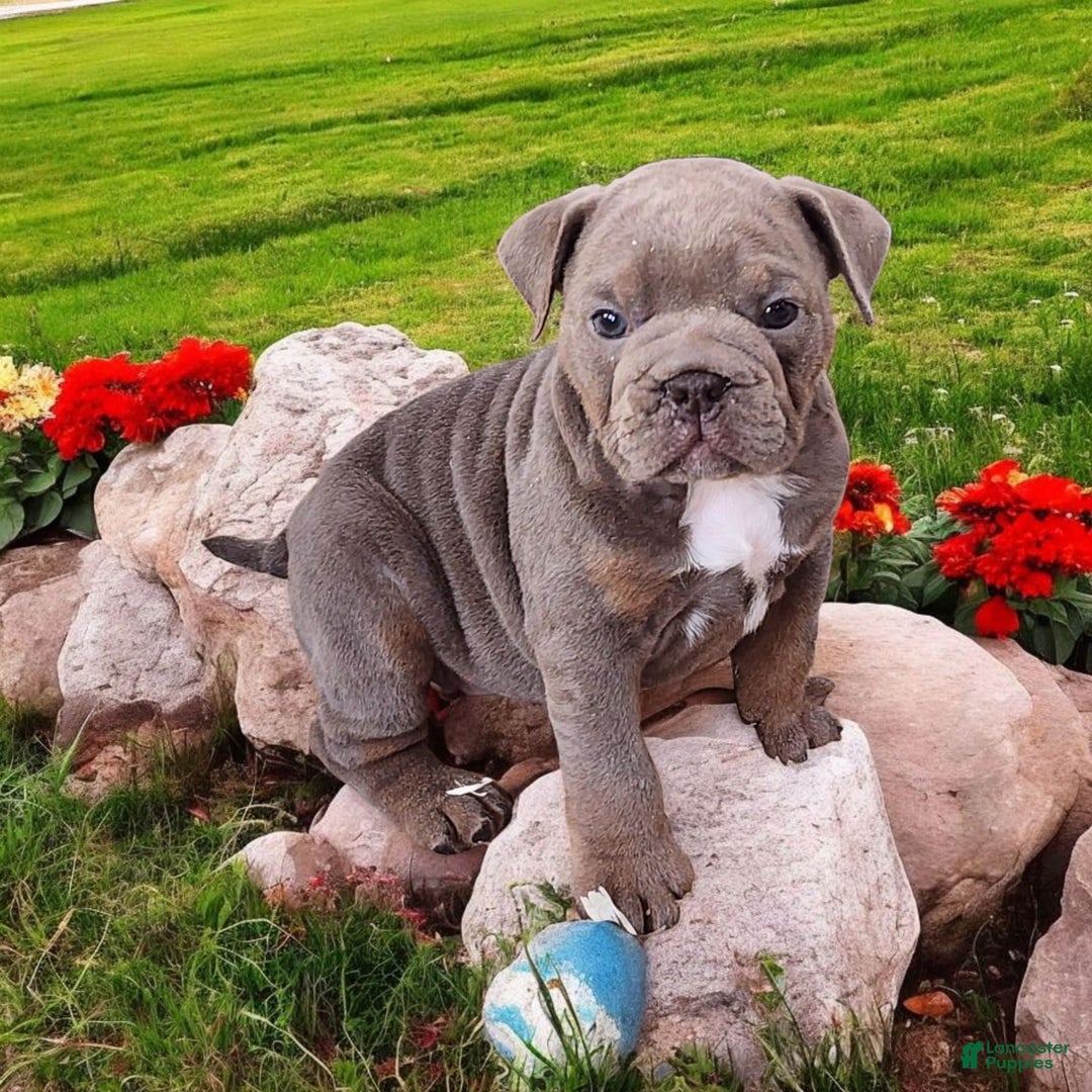 English Bulldog dogs for sale: Velour - Image 1