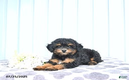 Toy Poodle dogs for sale: Khloe - Image 7