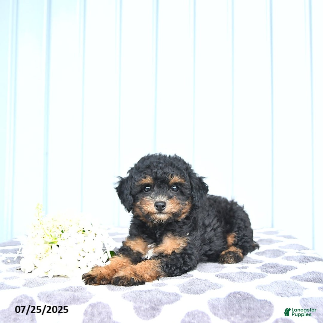 Toy Poodle dogs for sale: Khloe - Image 7