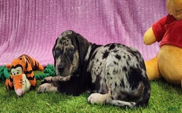 Catahoula Leopard Dog dogs for sale: Duchess 2025 Female 3 - Image 1