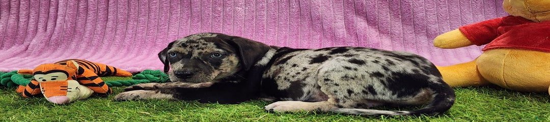 Duchess 2025 Female 3