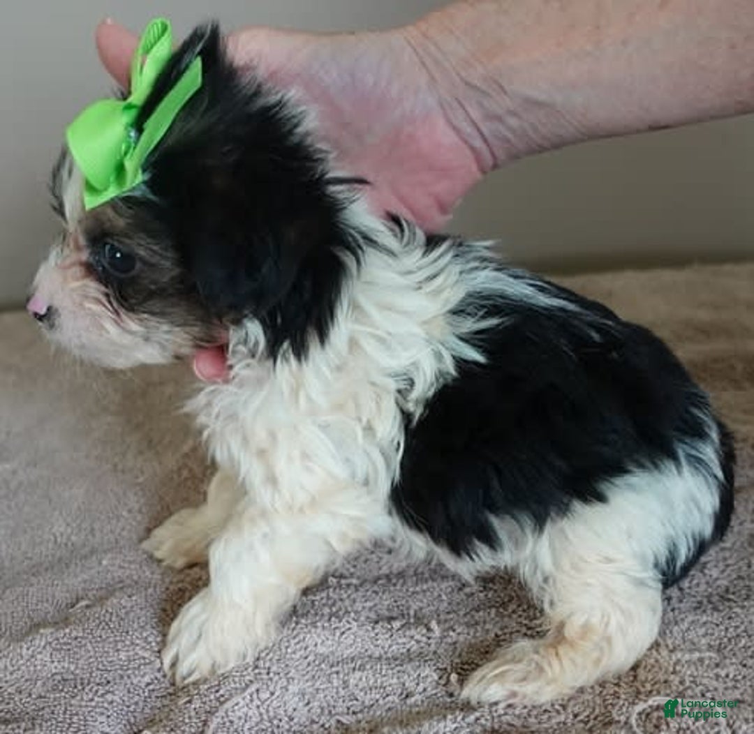 Yorkshire Terrier dogs for sale: Beckham - Image 29