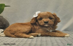 Cavapoo dogs for sale: Daisy - Image 4