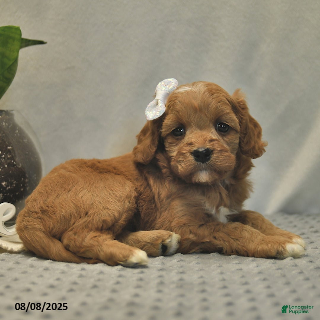 Cavapoo dogs for sale: Daisy - Image 4