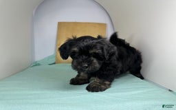 Yorkshire Terrier dogs for sale: Knight - Image 2
