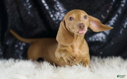 Miniature Dachshund dogs for sale: Greta - Image 3