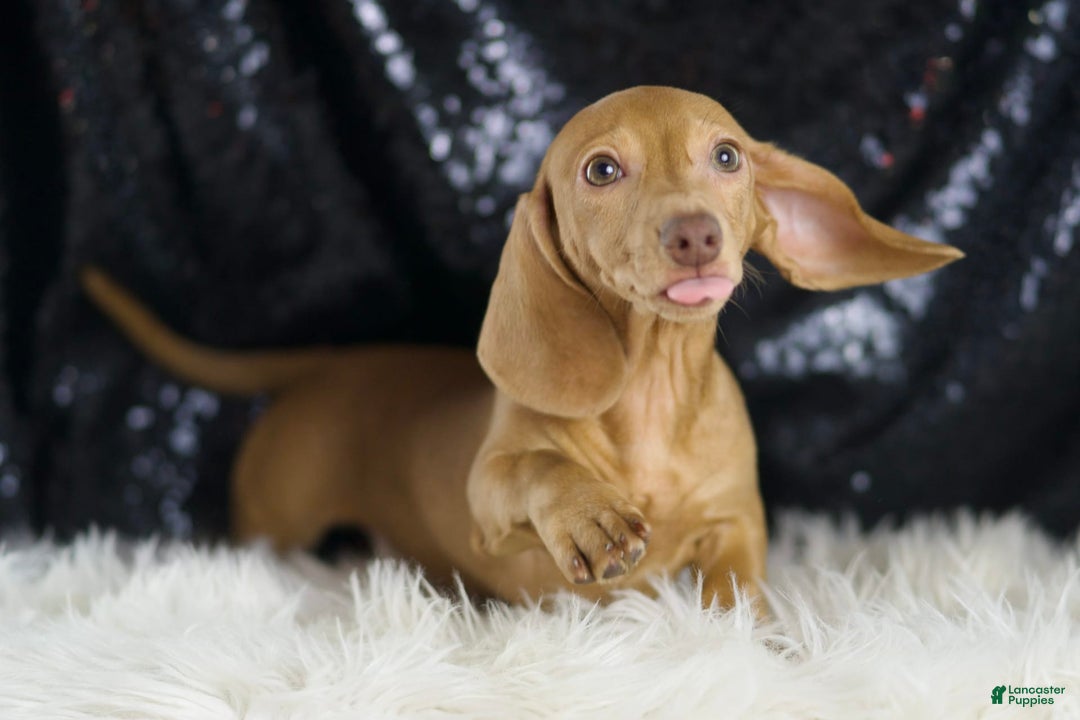 Miniature Dachshund dogs for sale: Greta - Image 3