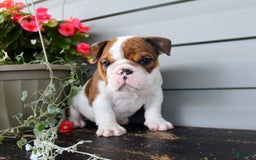 English Bulldog dogs for sale: Raisin - Image 1