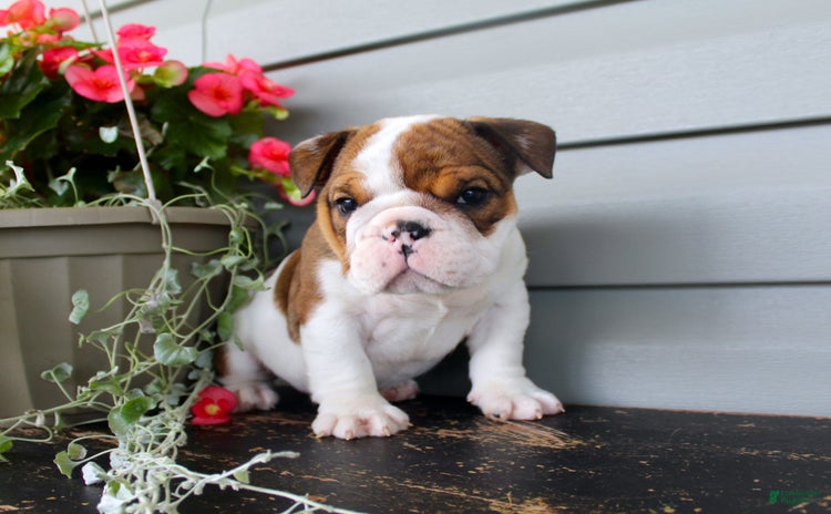 English Bulldog dogs for sale - Ad 5