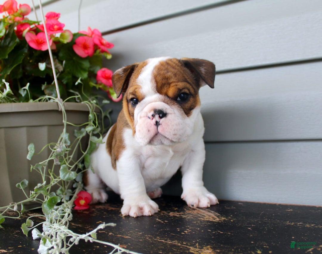English Bulldog dogs for sale: Raisin - Image 1