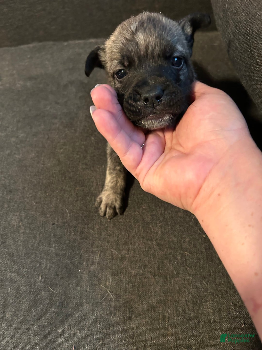 English Bulldog dogs for sale: Tiny Tim - Image 3