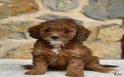 Mini Aussiedoodle dogs for sale: Reece - Image 1