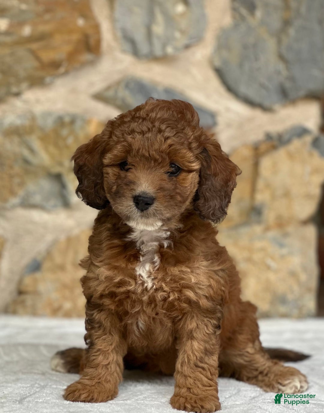 Mini Aussiedoodle dogs for sale: Reece - Image 1