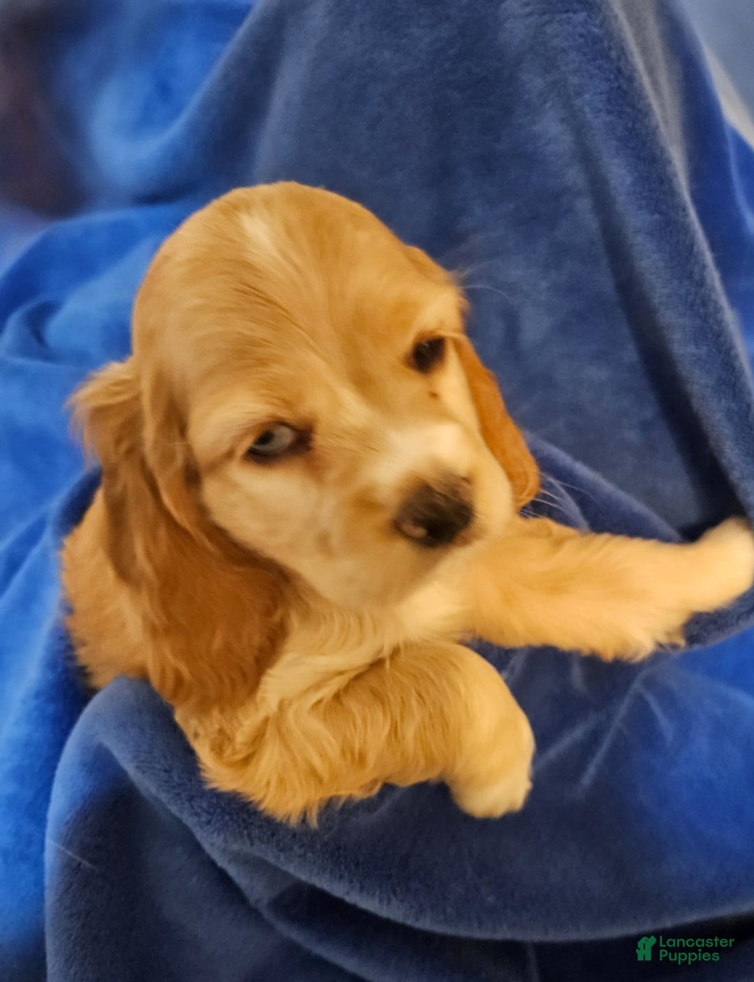 Cocker Spaniel dogs for sale: Brownie - Image 2
