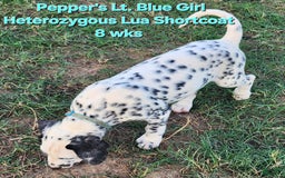 Dalmatian dogs for sale: Peppers Lt. Blue Girl - Image 16