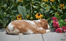 Cavalier King Charles Spaniel dogs for sale: Buster - Image 9