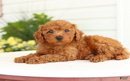 Miniature Poodle dogs for sale: Norman - Image 5