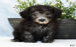 Havapoo dogs for sale: Moose - Image 5