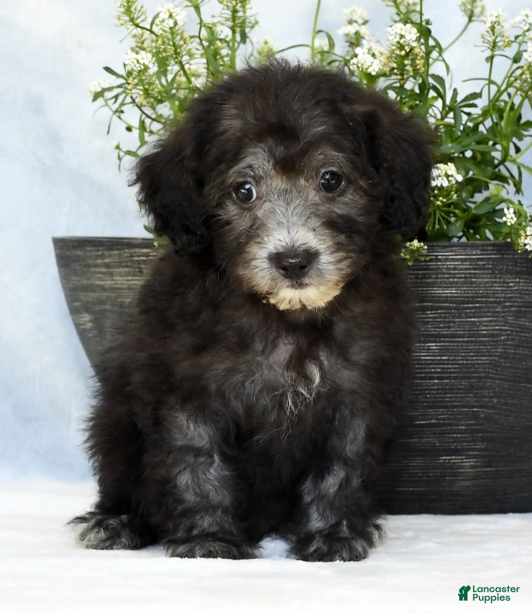 Havapoo dogs for sale: Moose - Image 5