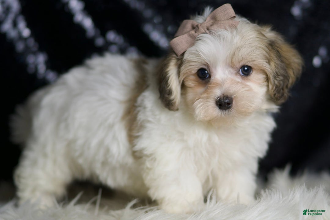 Maltipoo dogs for sale: Banjo - Image 6