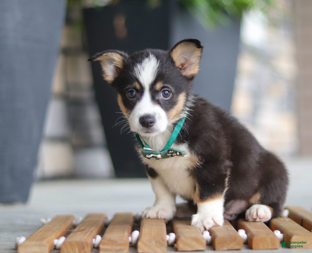 Welsh Corgi Pembroke dogs for sale: Archie - Image 3