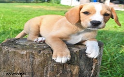 Golden Retriever dogs for sale: Sparky - Image 3
