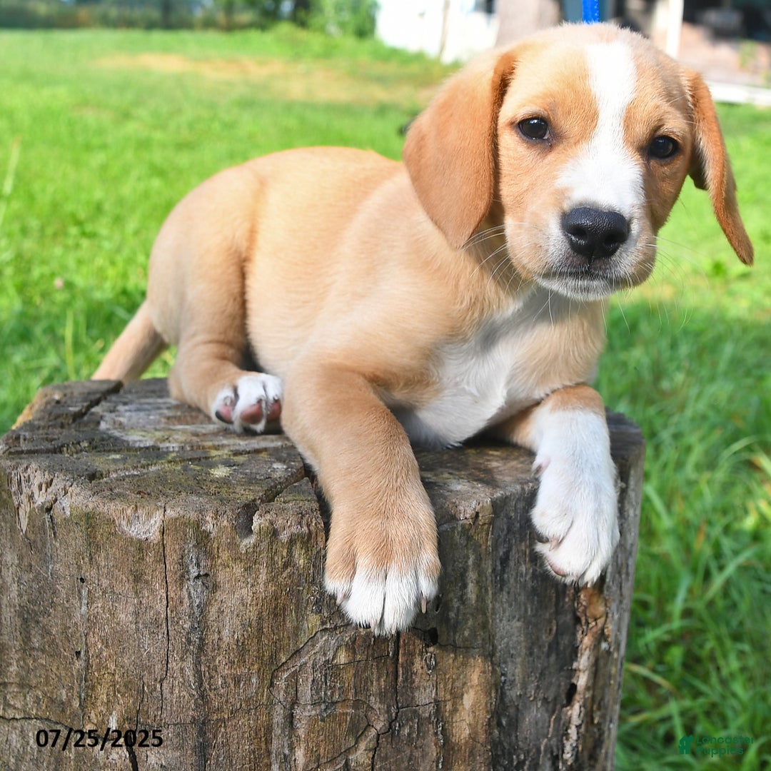 Golden Retriever dogs for sale: Sparky - Image 3