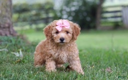 Miniature Poodle dogs for sale: Ava - Image 3