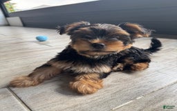 Yorkshire Terrier dogs for sale: Male / Blue Collar - Image 2