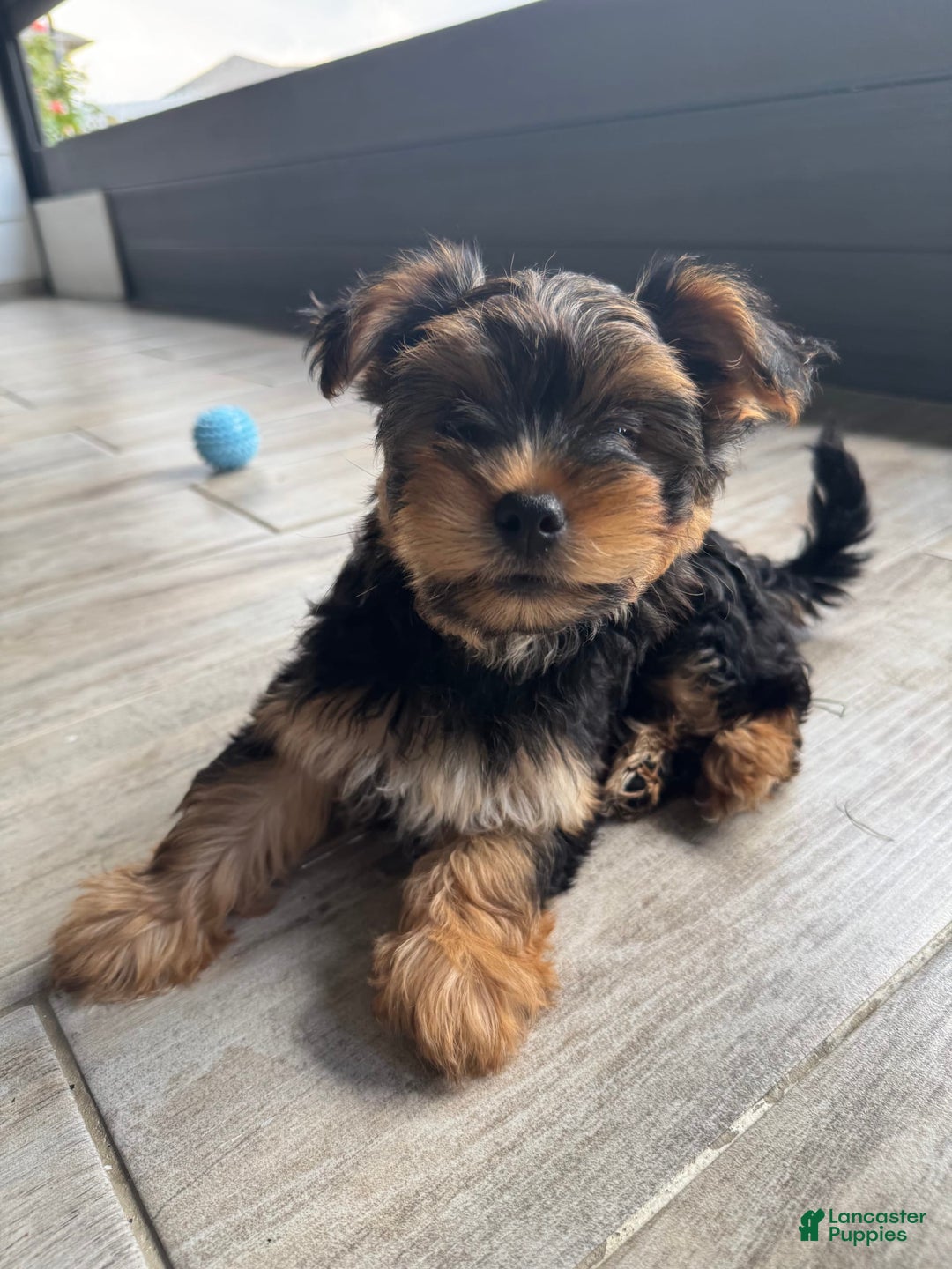 Yorkshire Terrier dogs for sale: Male / Blue Collar - Image 2
