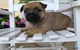 Cairn Terrier dogs for sale: Carol - Image 10