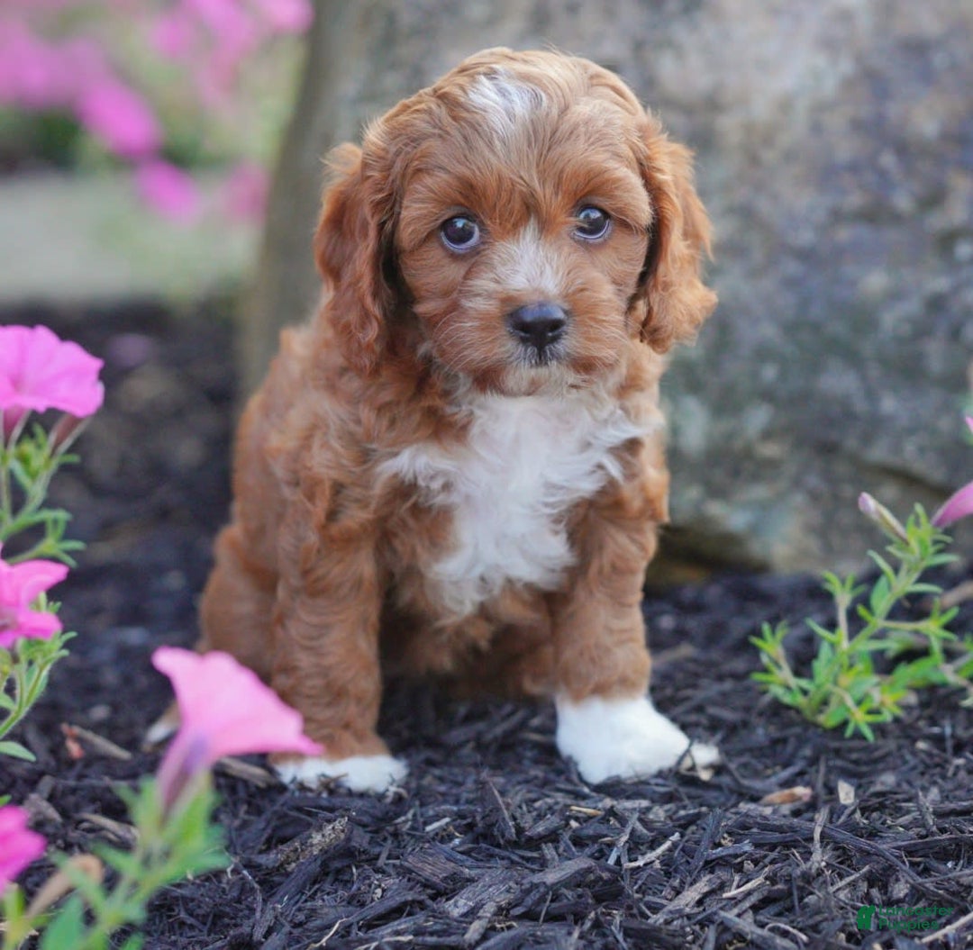 Cavapoo dogs for sale: Cocoa - Image 5