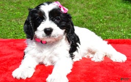 Cavapoo dogs for sale: Cavapoo 4 puppies - Image 6