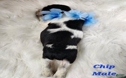 English Springer Spaniel dogs for sale: Chip - Image 1