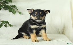 Gerberian Shepsky dogs for sale: Meadow - Image 2