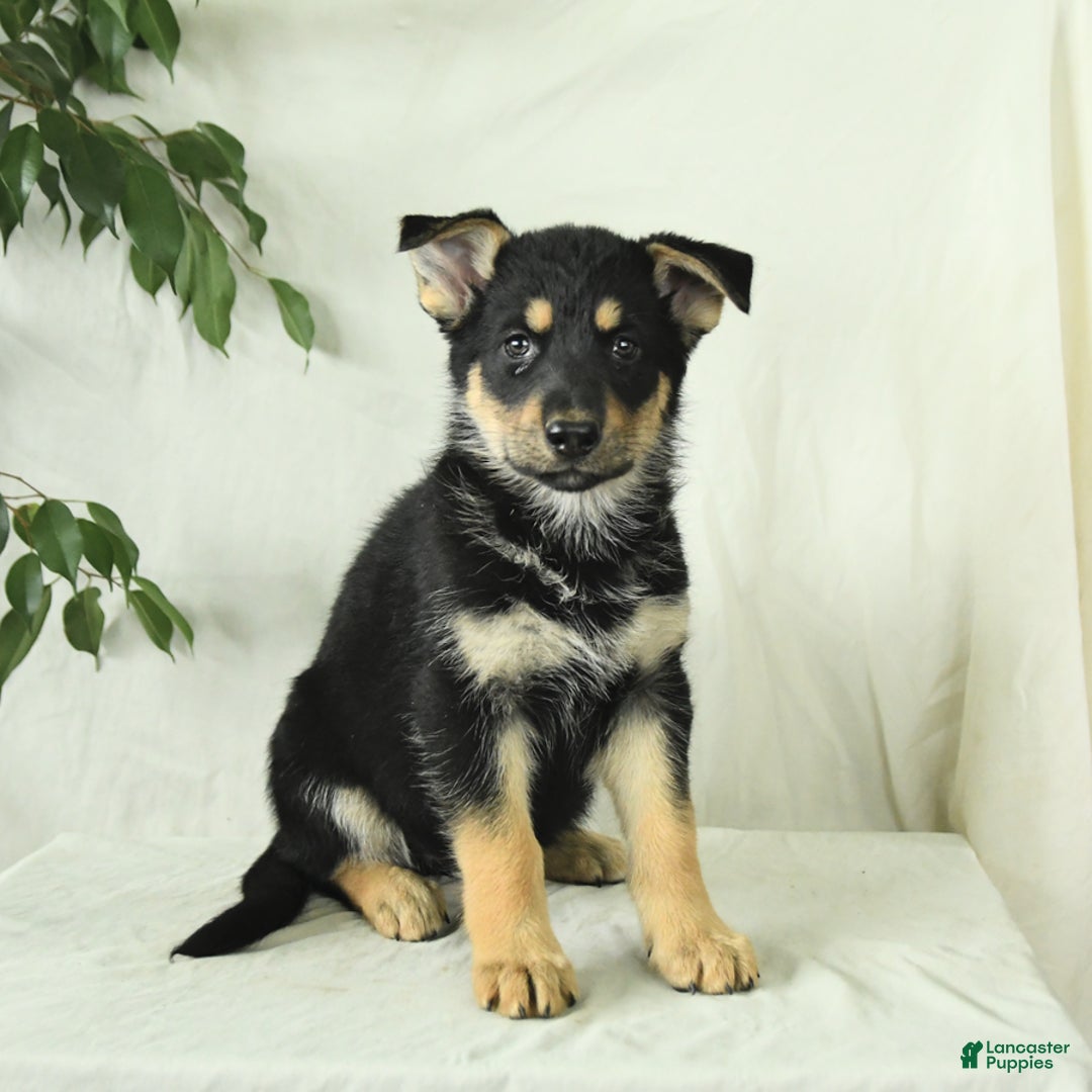 Gerberian Shepsky dogs for sale: Meadow - Image 2