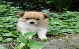 Pomeranian dogs for sale: Amber - Image 3
