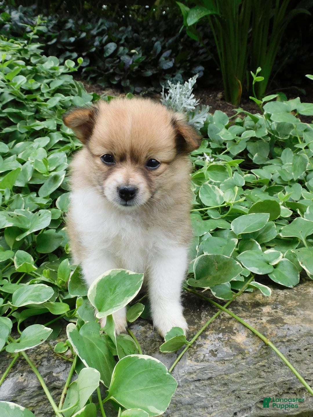 Pomeranian dogs for sale: Amber - Image 3